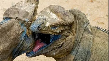 Cum scapă o IGUANĂ dintr-o ambuscadă a ŞERPILOR: IMAGINI FABULOASE cu RAMBO din lumea reptilelor (VIDEO)