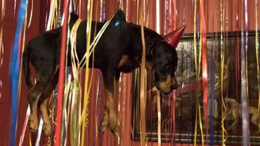 Muzeul Ermitaj se află în mijlocul unui imens scandal după organizarea unei expoziții cu animale împăiate, așezate în poziții grotești (FOTO)