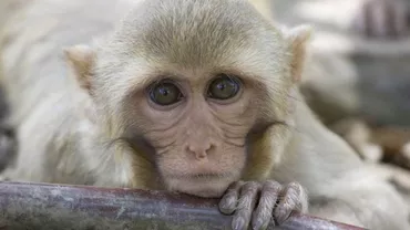 ȘOCANT! 16 MORȚI și 50 de RĂNIȚI din cauza unei MAIMUȚE. Animalul a provocat confruntări cu tancuri și mortiere în Libia (FOTO)