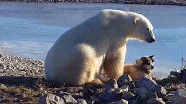 Pur şi simplu L-A MÂNCAT! Ce s-a întâmplat cu prietenia dintre ursul polar și prietenul său patruped ce a emoţionat internetul (VIDEO)