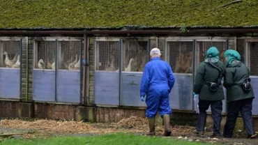 Epidemia de gripă aviară se extinde în Nordul Europei: Olanda a dispus sacrificarea a peste 190.000 de păsări din șase ferme