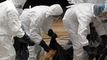 Alertă de gripă aviară în Constanța: O tulpină a virusului descoperită la o lebădă moartă