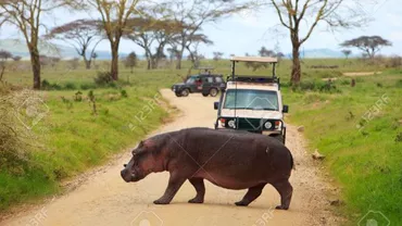 Un şofer, atacat de un hipopotam într-un parc safari din Africa (VIDEO)