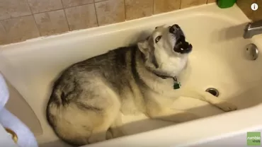 Filmarea cu un husky încăpățânat care nu vrea să iasă din duş a distrat tot internetul (VIDEO)