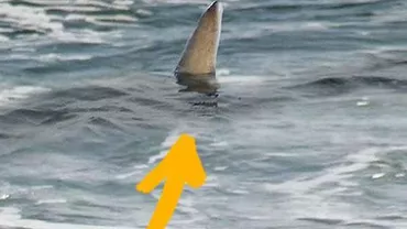 Un CELEBRU model, la un pas să fie MÂNCATĂ de un rechin, în timp ce se afla într-o vacanță EXOTICĂ! Mărturiile vedetei te vor lăsa FĂRĂ CUVINTE... (FOTO)