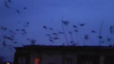 INVAZIE de CIORI în România! Cerul s-a înnegrit, iar locuitorii unui oraş sunt îngroziți (VIDEO)