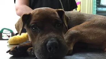 Imagini TERIFIANTE! Modul INUMAN în care a fost TORTURAT un câine (FOTO)