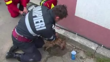 „Drum bun, prietene! Să ne vedem cu bine acolo sus”: Mesajul EMOȚIONANT al pompierului erou, la aflarea veștii triste despre Snoopy, câinele pe care l-a salvat (FOTO)