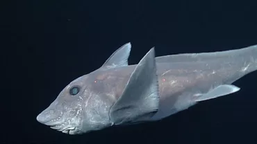 Primele imagini cu rechinul-fantomă, noua specie descoperită de cercetători (VIDEO)