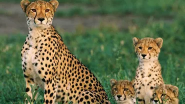 Gheparzii, în PERICOL: Ar trebui incluşi pe lista animalelor pe cale de dispariţie (FOTO)