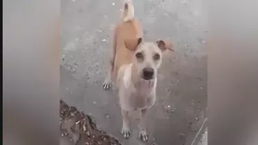 E incredibil ce a făcut o cățelușă după ce a primit puțină mâncare. Toată lumea a fost impresionată (VIDEO)
