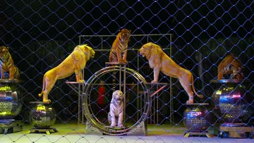 "Circurile care EXPLOATEAZĂ animale trebuie să DISPARĂ!". Primele IMAGINI cu tigrii ARŞI de vii în Bucureşti (FOTO)