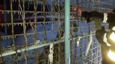 "Luca, Luca, hai aici, hai la tata". IMAGINI TERIFIANTE! Un TIGRU SIBERIAN, închis într-o cuşcă în apropiere de flăcările izbucnite la adăpostul de la CIRCUL GLOBUS (VIDEO)