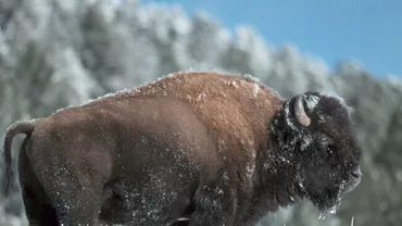 Suntem în JUNGLĂ! Un zimbru umblă liber prin Caraș-Severin (FOTO)