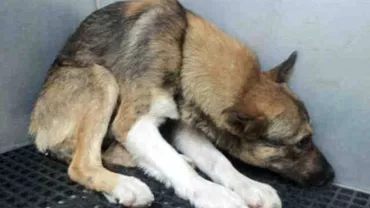 Spectacol cu ANIMALE CHINUITE! Activitiștii pentru drepturile animalelor sunt CONSTERNAȚI! (VIDEO)