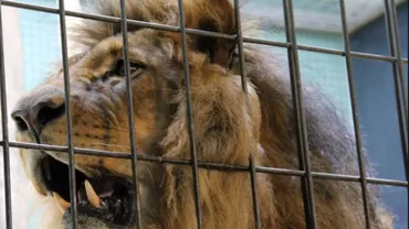 Japonia: SCENE SÂNGEROASE!! Doi îngrijitori AU FOST SFÂȘIAȚI de un leu!!