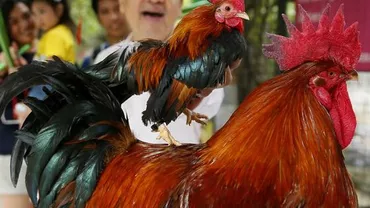 Sâmbătă ÎNCEPE Anul Cocoşului de FOC: Vezi care sunt PREVIZIUNILE generale, cifrele NOROCOASE și culorile FAVORABILE