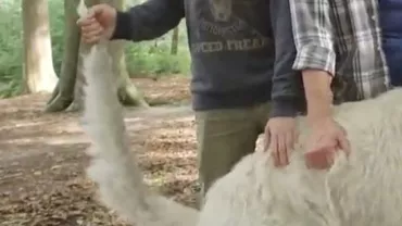 76,8 centimetri: Cum arată câinele cu CEA MAI MARE COADĂ din lume! (VIDEO)