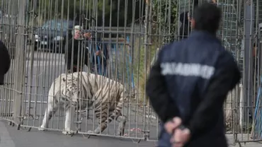 PANICĂ PE STRĂZILE DIN PALERMO! UN TIGRU Bengalez a scăpat de la circ și a cutreierat orașul (VIDEO)