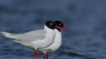 Eveniment NEAȘTEPTAT! Specie nouă în fauna României! Un peşcăruş american a ajuns în Oltenia (FOTO)