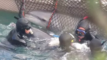 IMAGINI ULUITOARE! Lupta crâncenă a unei mame-delfin pentru a-și salva puiul (VIDEO)