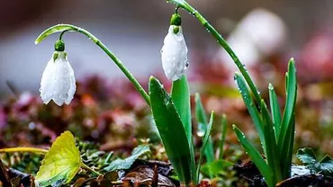 METEO: Cum va fi vremea în această primăvară