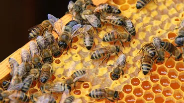 SPECTACULOS: Pompierii au evacuat 200 de stupi dintr-o zonă inundată