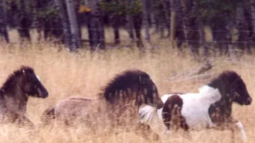 Cai în miniatură care se antrenează alergând un câine în hambar (VIDEO)