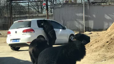 Turiști atacați de urși într-un parc zoo. Un copil a scăpat la limită din ghearele animalelor (VIDEO ȘOCANT)