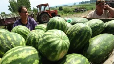 UN NOU TIP DE PEPENE!! Agricultorii de Dăbuleni vin cu o metodă revoluționară de cultivare