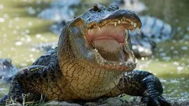 Nouă crocodili și aligatori au scăpat de la o grădină zoologică din Peru