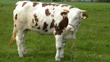 Răzbunarea Turciei în războiul diplomatic: Trimite înapoi în Olanda vacile Holstein pentru că au început "să creeze probleme"