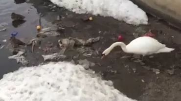 Gestul unei lebede este o lecție pentru toți oamenii. Animalul strânge gunoaiele de pe malul unui lac (VIDEO)