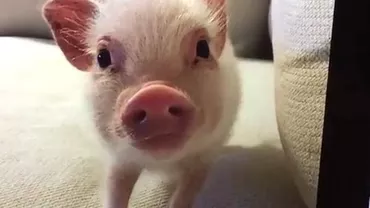 Cel mai simpatic purceluș. Imaginile cu micuțul animal au ajuns virale pe internet (VIDEO)