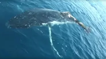 Ce SECRETE dezvăluie cântecele BALENELOR? Un nou HIT al Oceanului  planetar (VIDEO)