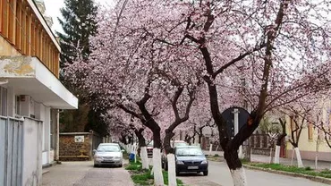 NOI REGULI PENTRU CONSTRUCȚII: Câți copaci trebuie să plantezi pentru fiecare metru pătrat de beton. E VALABIL și pentru PERSOANELE FIZICE