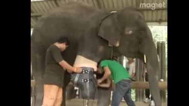 Gestul uimitor al unui medic veterinar a schimbat viața unui elefant! Ce a făcut acesta (VIDEO)