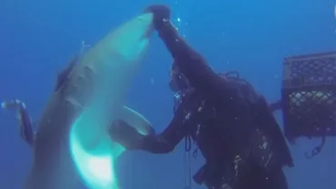 Un RECHIN rănit a cerut ajutorul unui OM. Și l-a primit! (VIDEO)