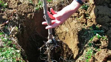 AU FURAT POMII PLANTAȚI ÎN ORAȘ! Viceprimarul, către concetățenii HOȚI: Aduceți pomii înapoi. Să vă fie rușine, nenorociți ce sunteți!