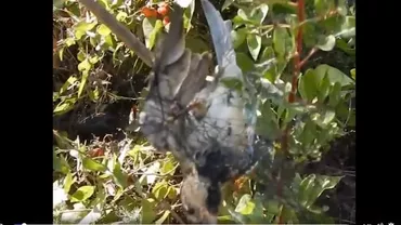 CRUZIME de neegalat în Cipru! Cum sunt OMORÂTE păsările în mod ILEGAL (VIDEO)