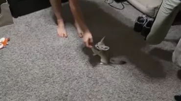 Vulpea nu mai este șireată, ci dresată. Cum arată cel mai SIMPATIC animăluț (VIDEO)