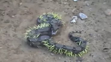 Un ŞARPE a încercat să atace un ARICI și și-a luat țeapă (VIDEO)
