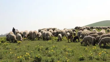 TAXĂ PENTRU UMBRA FĂCUTĂ DE ANIMALE! Ce dări HALUCINANTE au mai născocit primăriile (VIDEO)