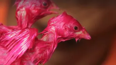 Tratament INUMAN! Pui VOPSIȚI cu scopul de a mări VÂNZĂRILE! Ce pățesc bietele animale (VIDEO)
