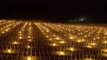 IMPRESIONANT: Ce au făcut elvețienii pentru a nu le ÎNGHEȚA viile (VIDEO)