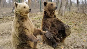 Primii pui de urs născuți la rezervația de la Zărnești (VIDEO)