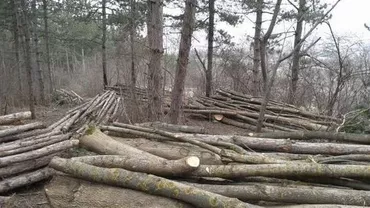 Metodă inovativă inventată pentru a fura lemne: Au inventat o furtună ca să justifice tăierea arborilor