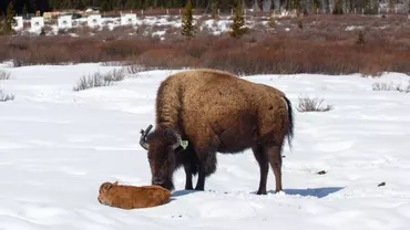 Primul pui de BIZON născut după 140 ani în Parcul Național din Canada! (FOTO)
