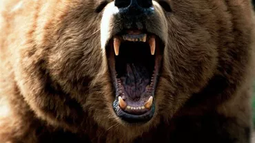 Imagini de coșmar! Ciobani atacați de un urs în Harghita. Unul dintre bărbați a rămas fără un deget (VIDEO)