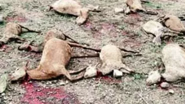 Fenomen de tip CHUPACABRA, în Brăila! Toate animalele, SFÂRTECATE de o CREATURĂ MISTERIOASĂ (FOTO)